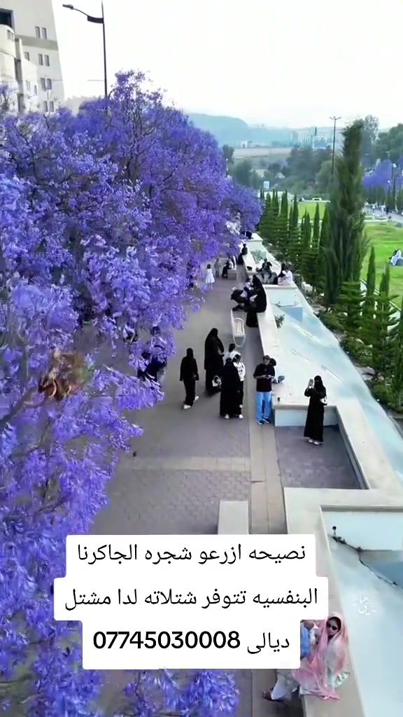 جاكرندا بنفسجية • شتلات • مشتل ديالى