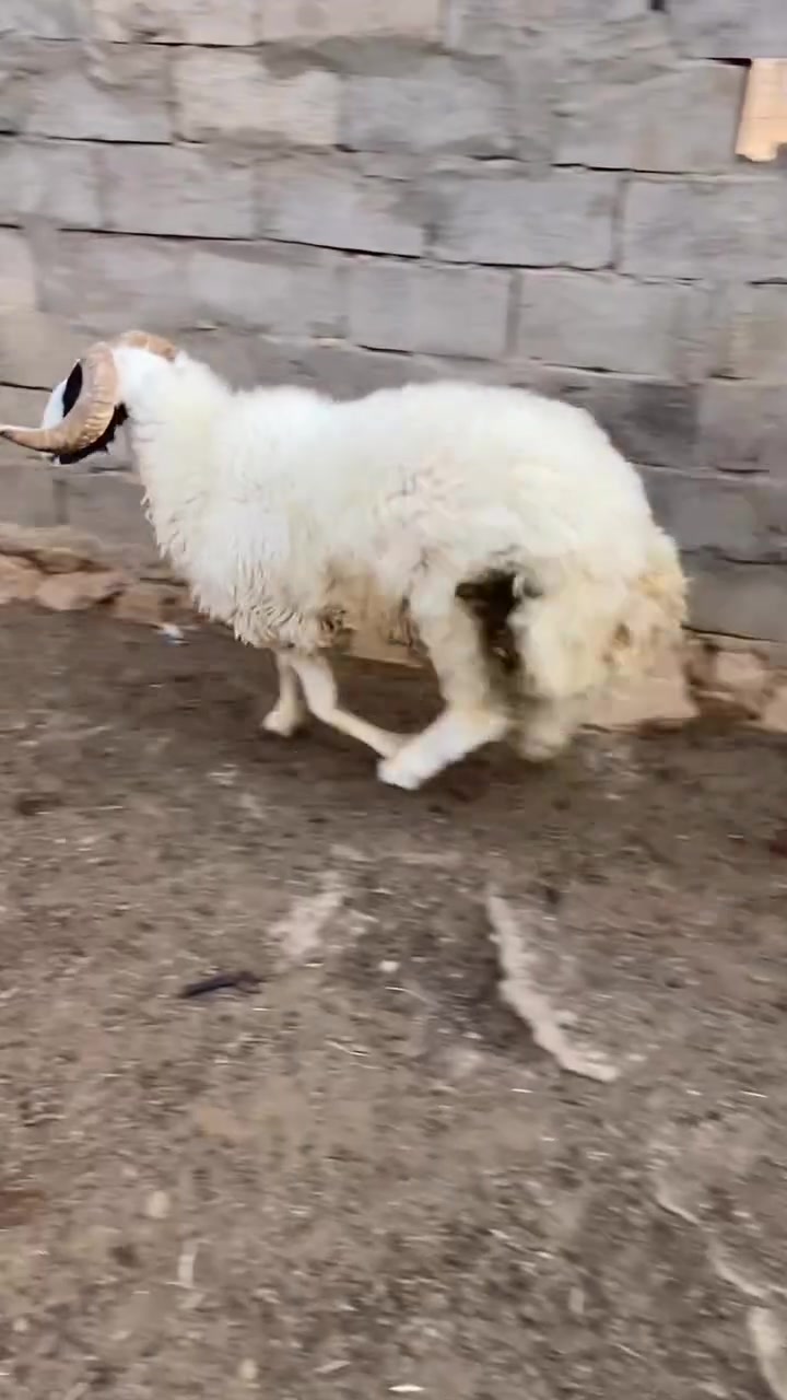 بسم الله ماشاء الله متاح كركور مبدل اريع سنون شك طويل خشان ورطال مثل ماموضح شرط النصاح سعره ٦٥٠مكانه حديثه يوجد توصيل حسب لاتفاق لتواصل ***********
