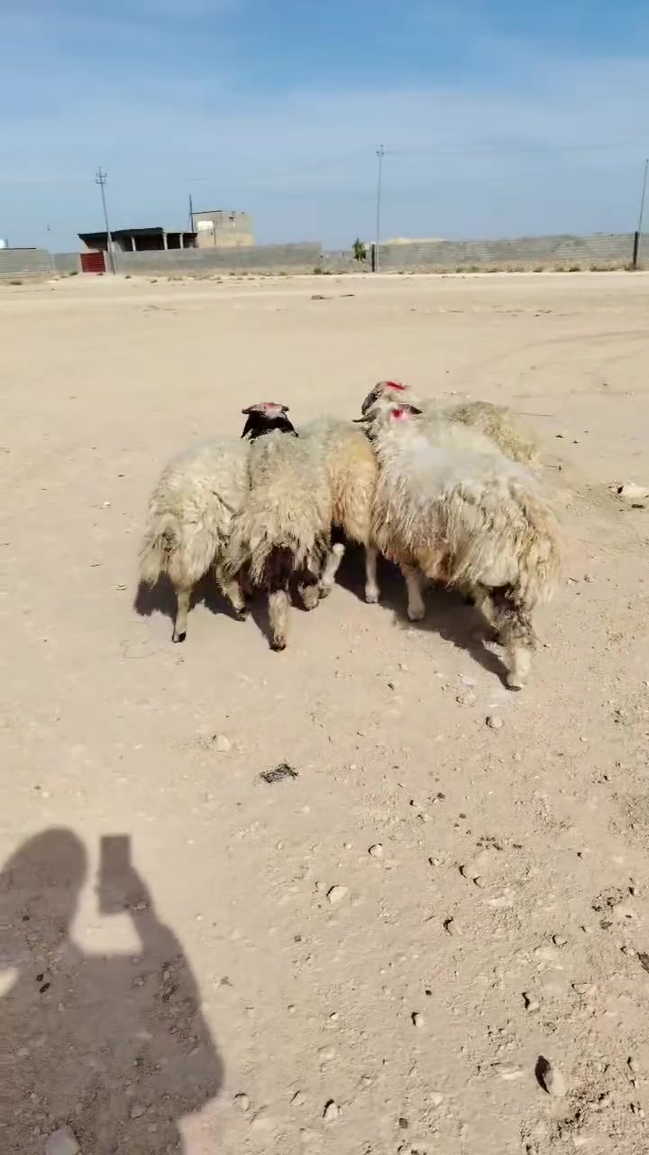 ٦ طليان • خشنات • سوق حديثه