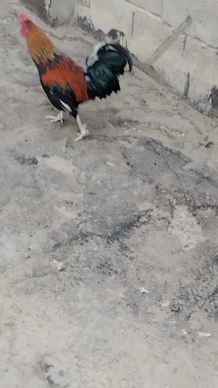 ديج شمسي • خط أول • الرمادي