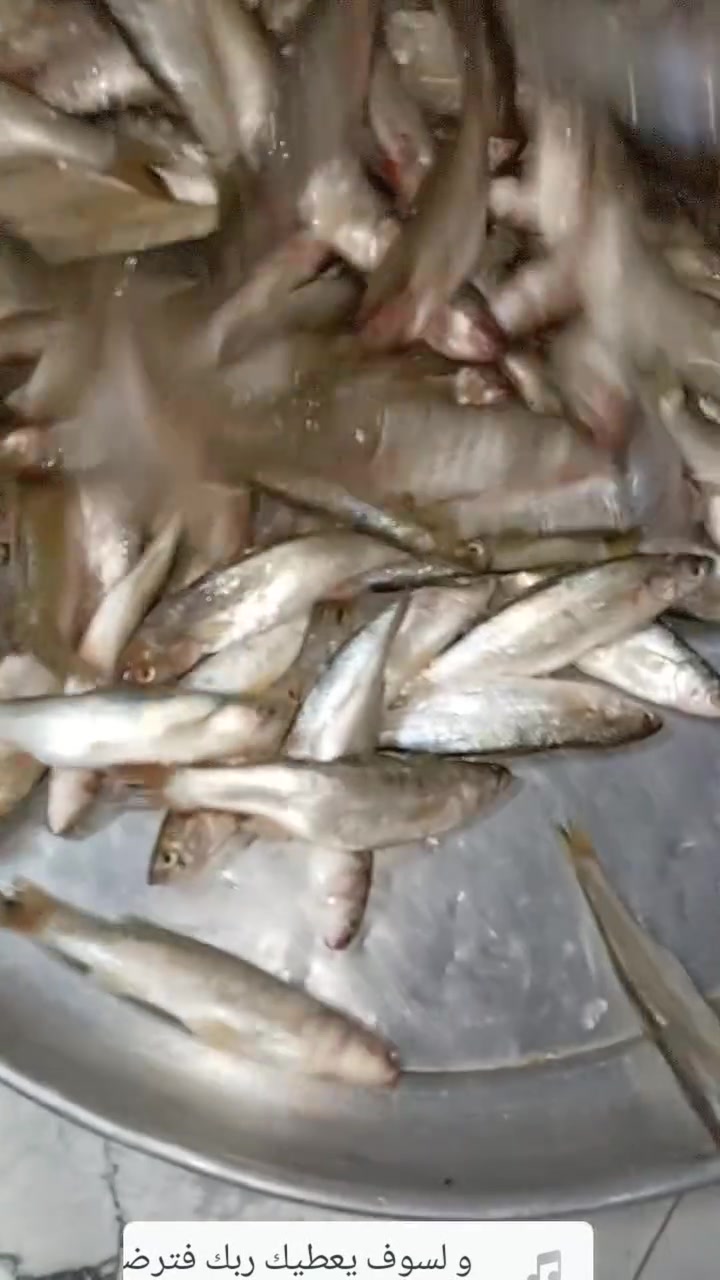 سمج كاريبي • سمج زوري • سمجه دهينه
