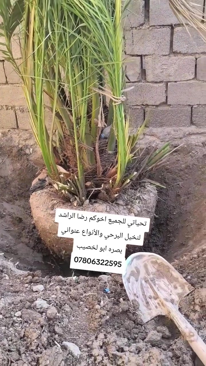 تحياتي للجميع اخوكم رضا الراشد عنواني بصره ابو لخصيب ***********
