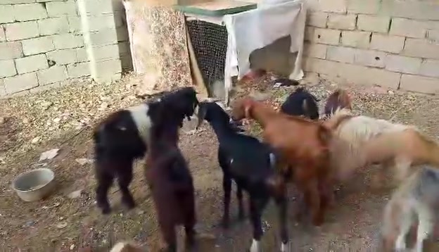 طوز • ٦ نثيه • ٣ فحل