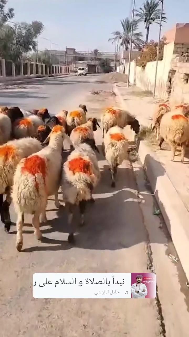 بسم لله ماشاء الله
غنم وراجين مال مجنوي حلوات مكفولات عله كل عيب شرط النصاحه بيها عشر وبيها محنيه مراح واحد غنم الديره العدد الكلي 27 مكاني بيجي حي العصري الاتصال ع رقم ***********
***********
