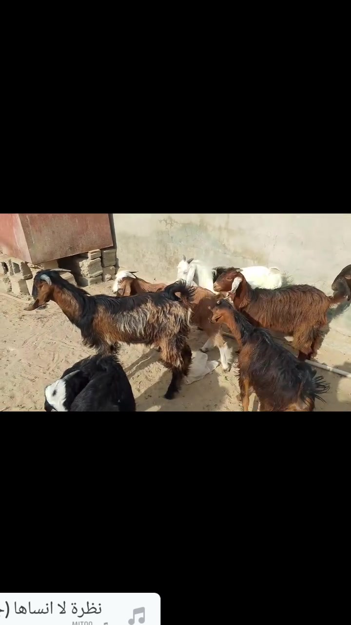 صخول • زوج • طوز خورماتو