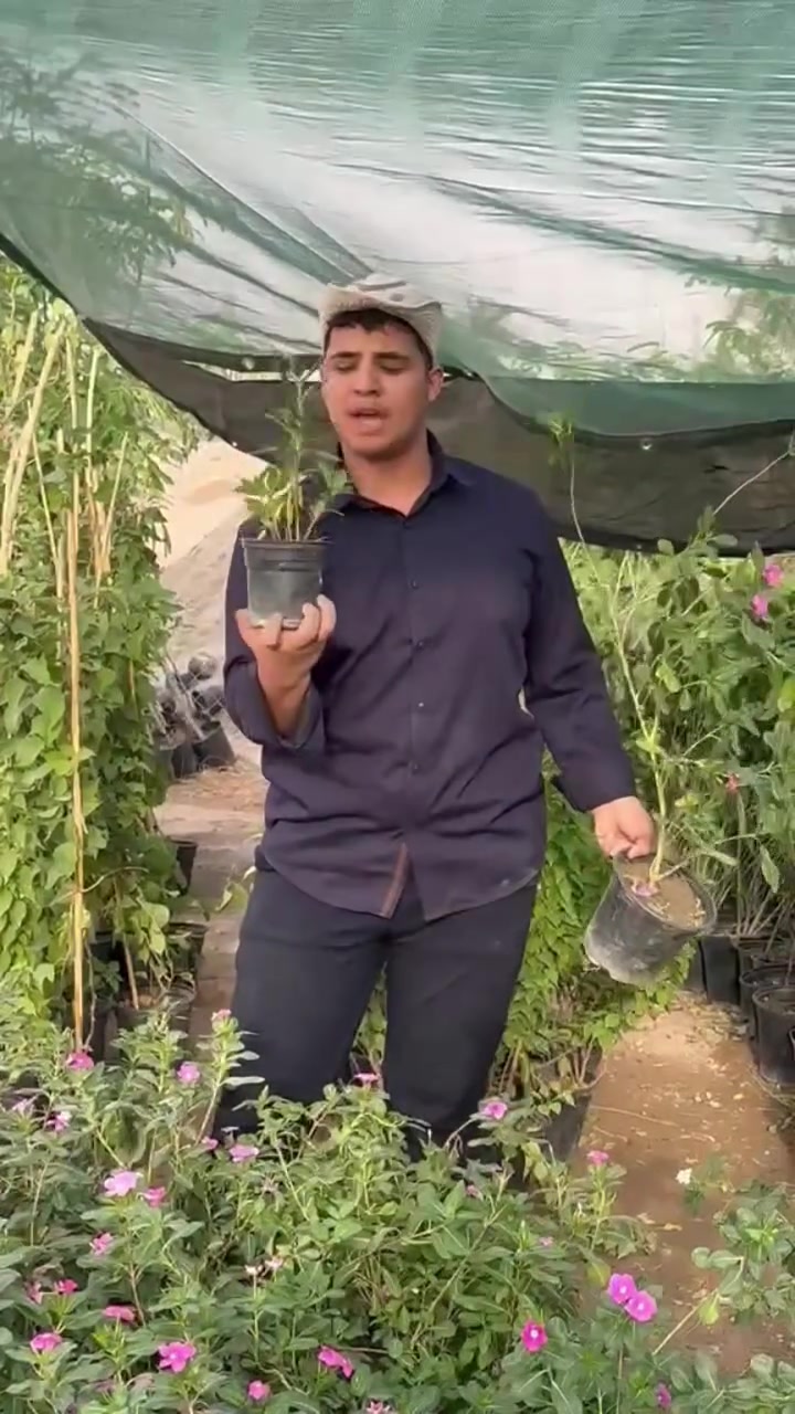 عين البزون • مشتل تين وزيتون • توصيل
