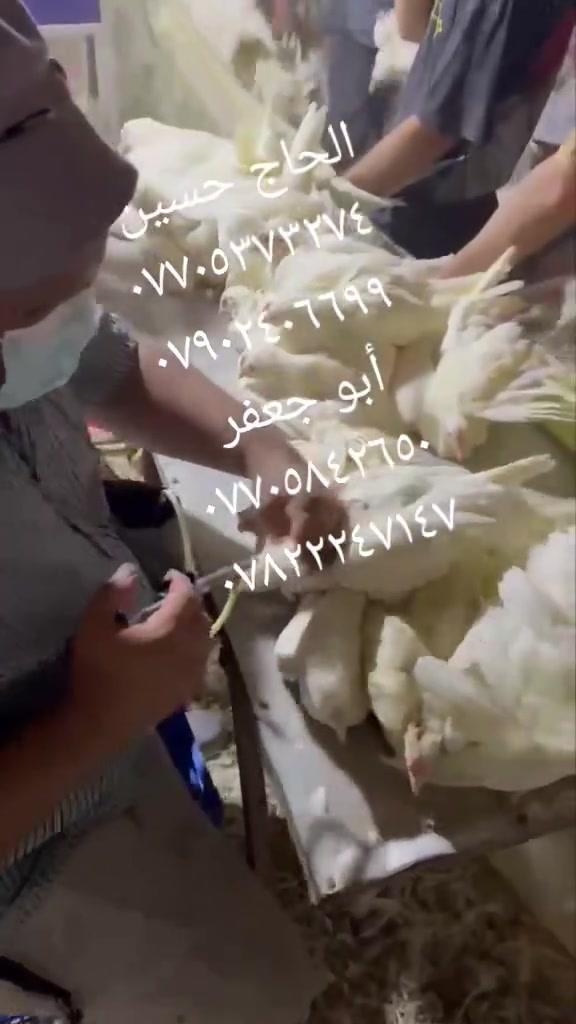 قص منقار +لقاح إنفلاونزا  عمر ٦٥ يوم.
كادر متخصص بقص المنقار ولقاحات الدواجن أفراخ🐣🐥 (بياض ،لاحم)أمهات بياض🐔🐔 وفروج اللحم🐥🐤🐤 ....أرضي وكيجز. شركات كبيرة وحقول صغيرة. 
نعمل في أغلب المحافظات وكادرنا متكامل عمالنا معنا.
للمعلومات الإتصال على الهواتف التالية:-
الحاج حسين ***********
                   ***********
أبو جعفر...
                   ***********
                  ***********
https://youtu.be/bh9SgjOrUyM
عدا هذه الأرقام لايمثلنا أحد💪💪💪💪💪💪
 وشكراًلثقتكم وتعاونكم معنا..
