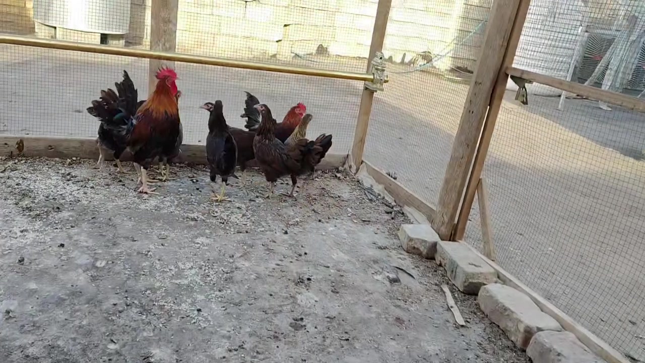 ٦ فراريج • ملقحات • جلولاء