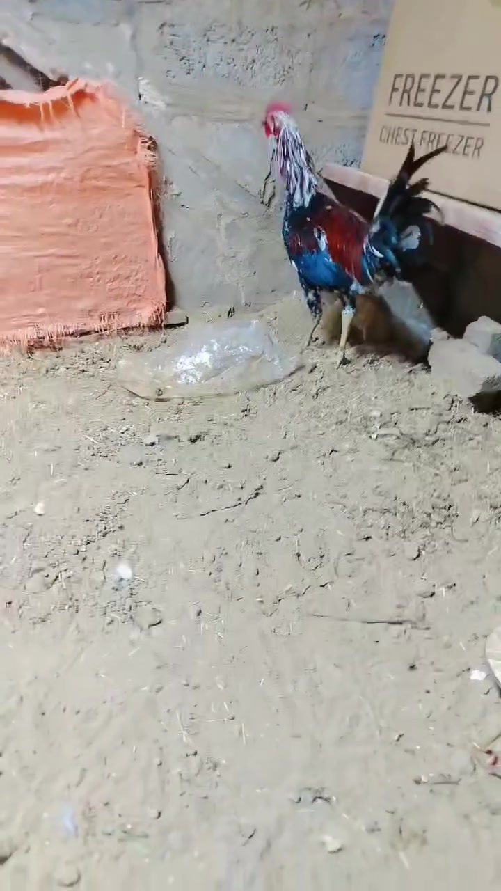 شرطة الصحة • للبيع • كركوك