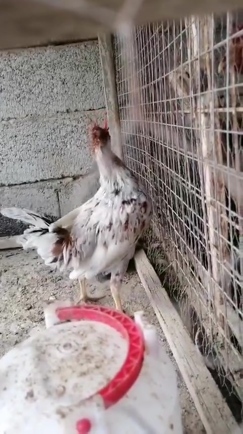 ديك كويتي • قزم • قضاء النصر