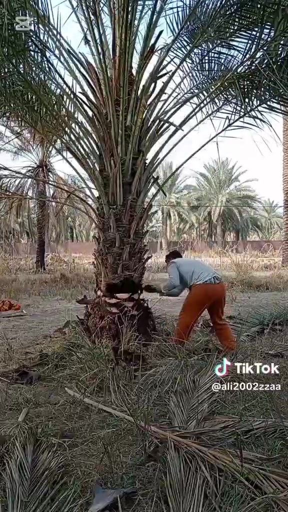 تكريب نخل • كصاص
