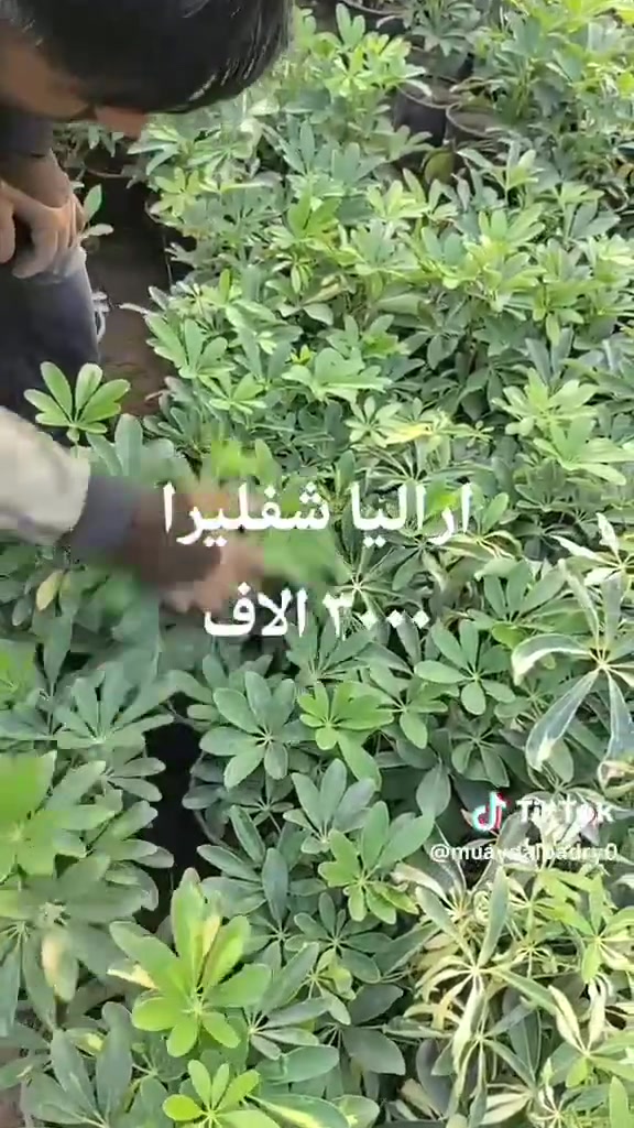 📍 زورونا في مشتل ومنحل كاردينيا
الموقع ديالى بعقوبه التحرير مقابل بيت كمبش والفرع الثاني بكاطون الرحمه للاستفسار الاتصال على الرقم ***********
