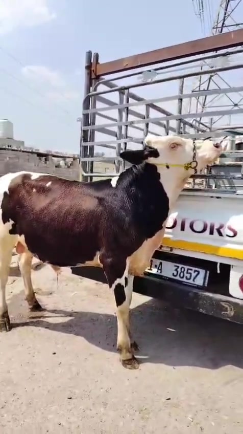 ياالله فحل سمنتال درجه ولا ألماني عمرها سنه شرط النصاحه الشراي بيه خير ويدلل المكان خان بني سعد *********** *********** يوجد توصيل حسب الاتفاق
