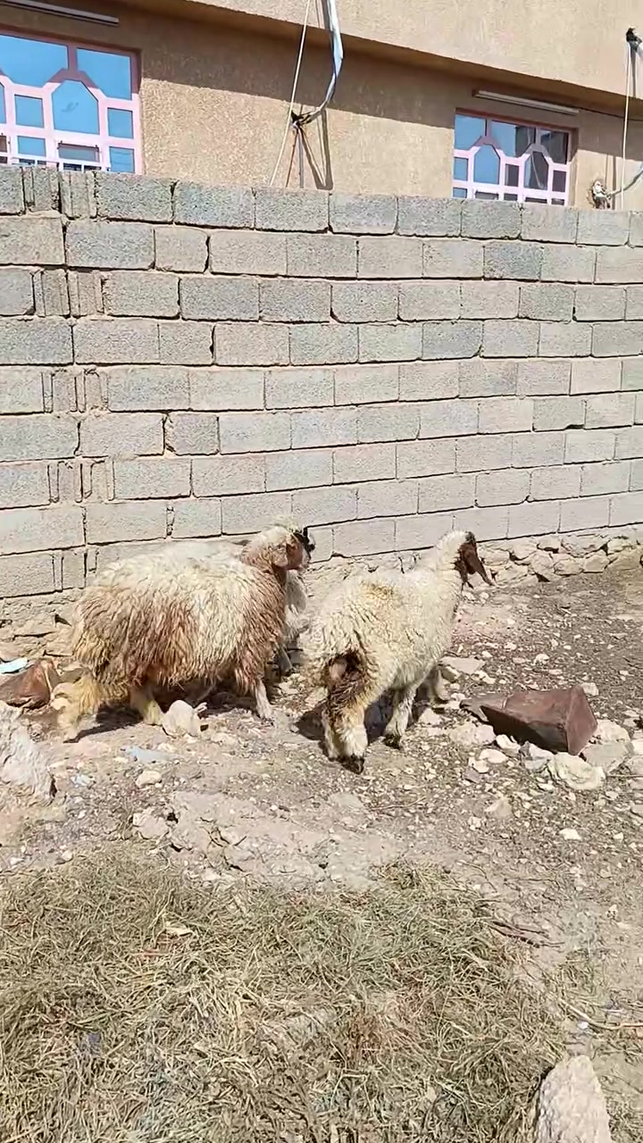 دجات • فطيمه • حديثه