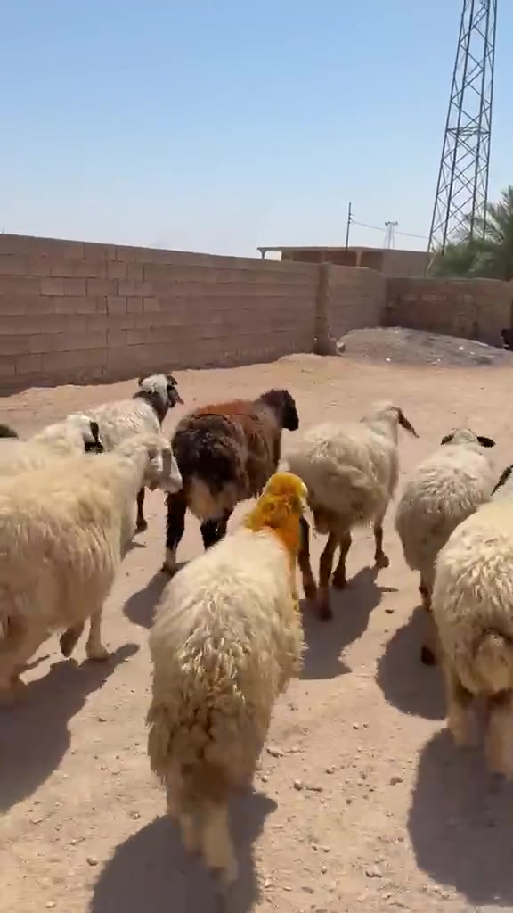 12 راس غنم سن وشطرمال مجنوي شرط نصاح سعر زوج 835 اي استفسار اتصل علا رقم *********** مكانه حديثه .الخفاجيه

