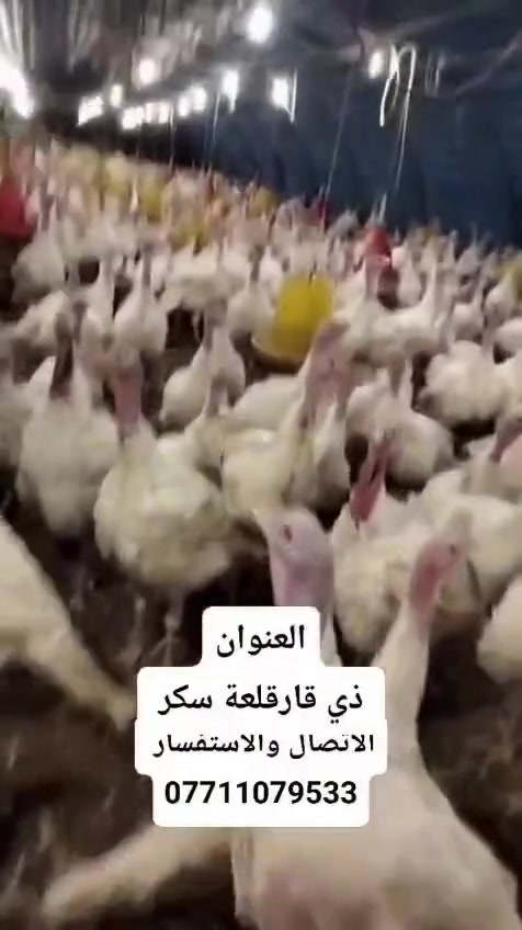 ديك رومي • جملة • قلعة سكر