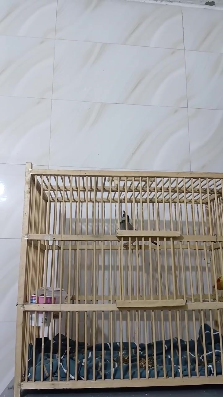السلام عليكم خوان مخلف مال ناصريه هوه والقفص ٢٠ جوه السوك قفص جديد *********** ميسان حي الجامعه الثانيه مقابيل شقق المعهد
