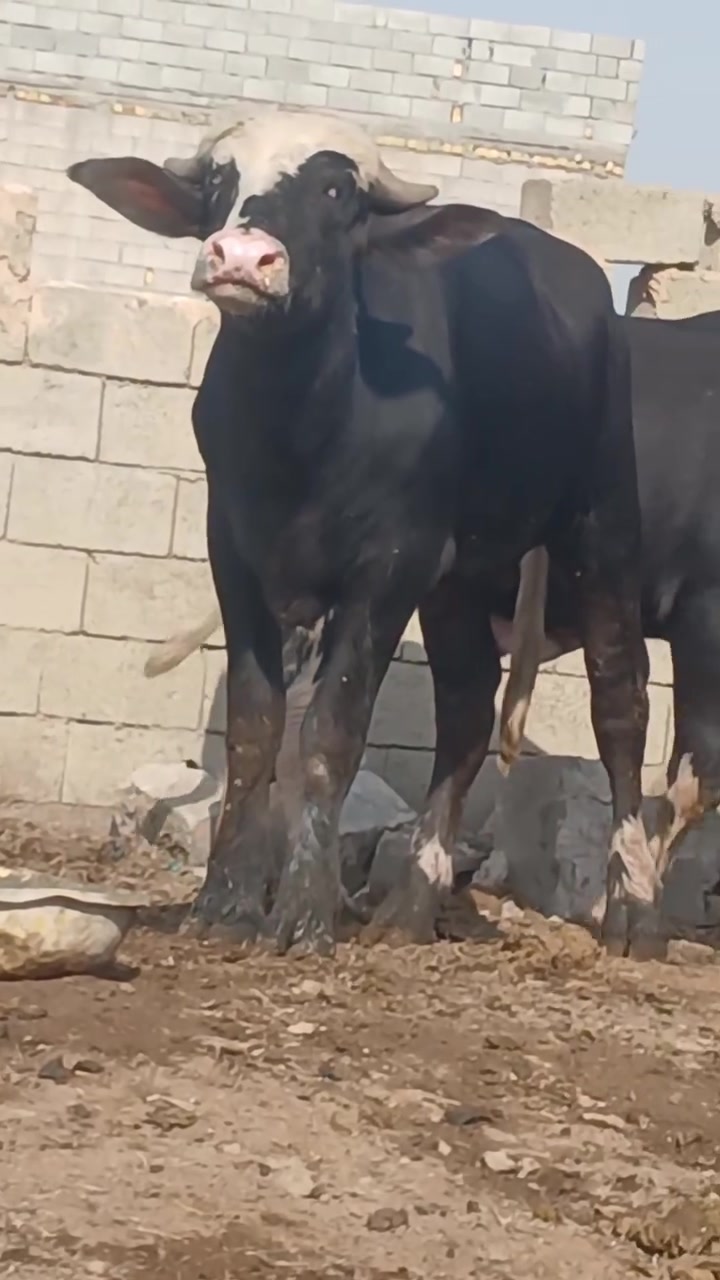 فحلين • فراتي • ميسان