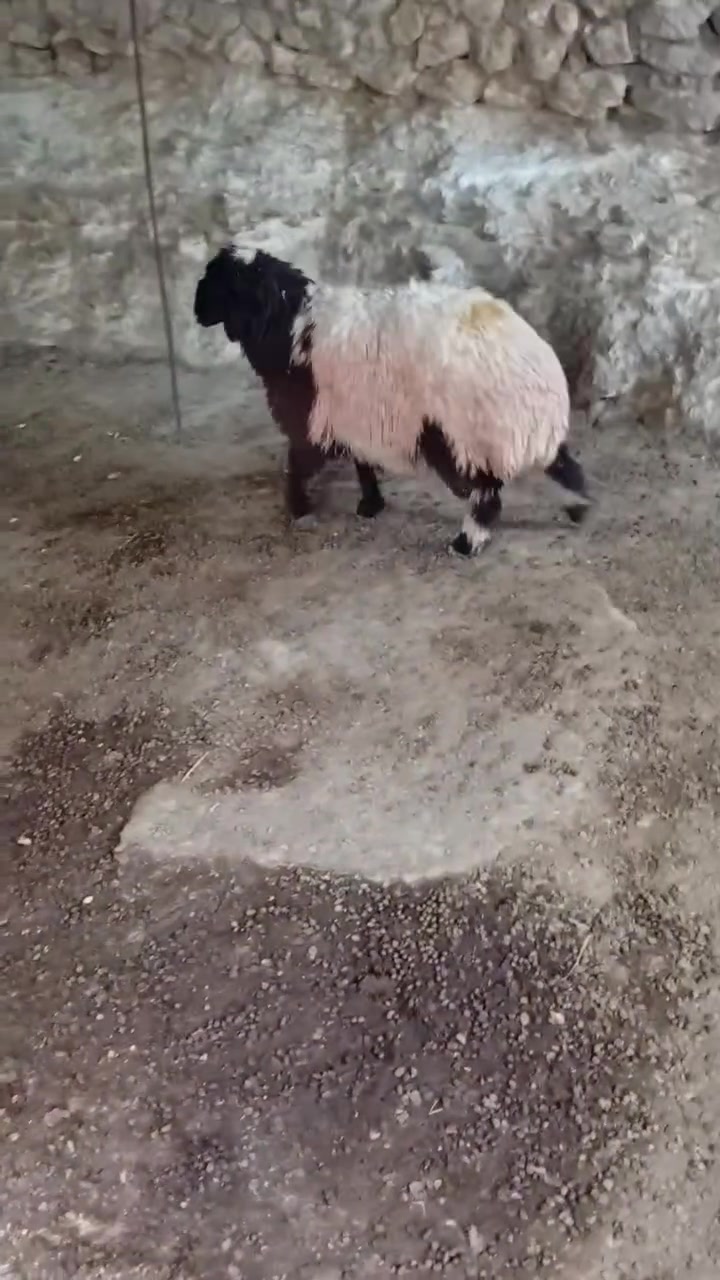 دجه • بنت العام • بروانه