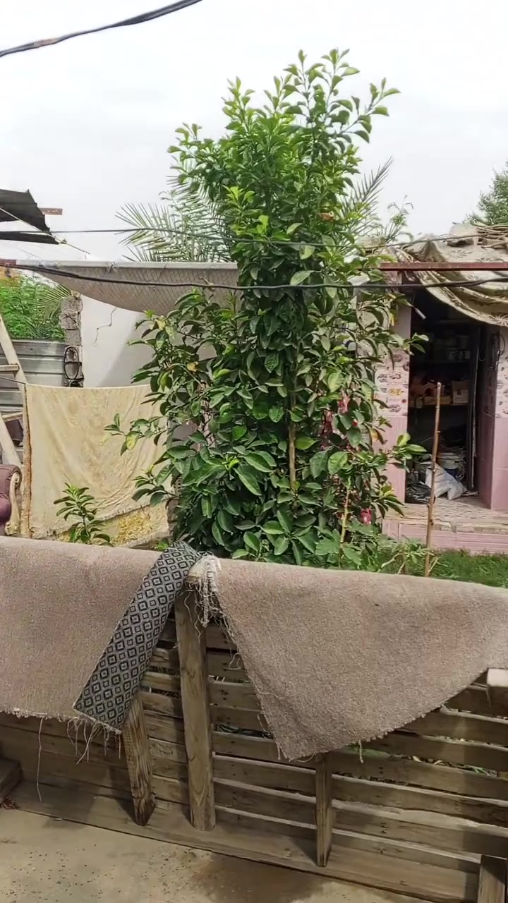 بيت تجاوز للبيع كلش نظيف سندويج  مجاري على الرئيسي والي يريد على كد فلوسه اقسمله البيت
 المكان المهديه الثانية ***********
