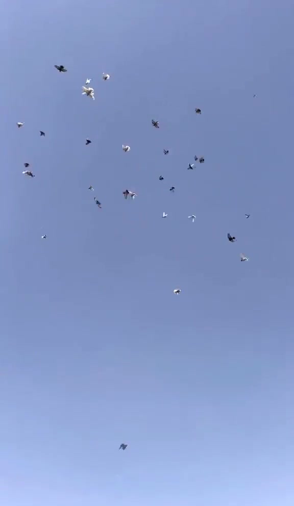السلام عليكم حمام للبيع تبطيله اللي يحب يشتري كلمه بسعره وعندي حمام بالشفرات اللي يحب يشتري***********‬‏
