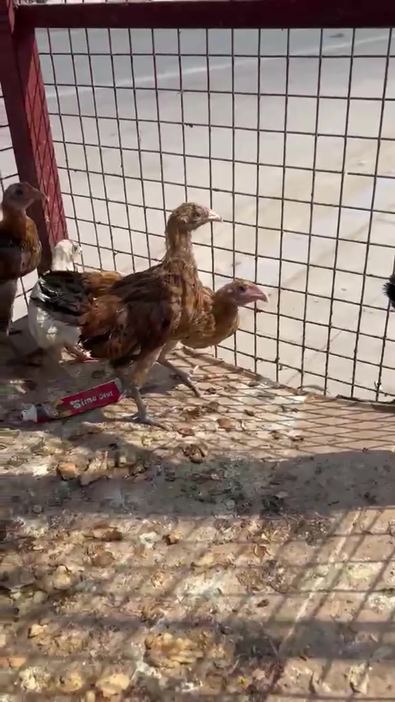 دوجه بنات • جسر كرامه الرحمانية