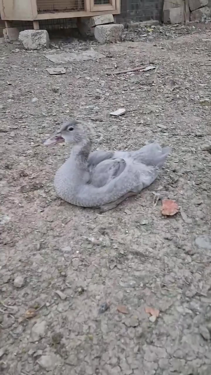 افراخ رصاصي • متاحة