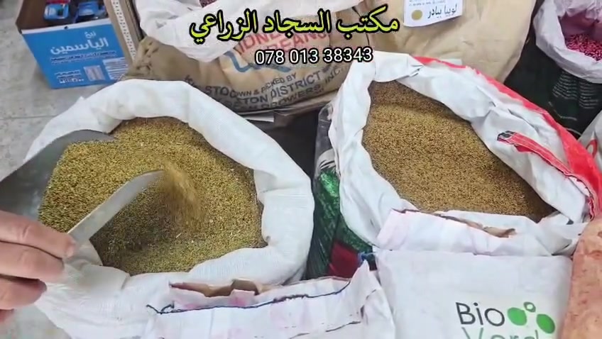 جمعة مباركة عليكم اخواني الفلاحين والمزارعين الكرام. توفرت في مكتب سجاد الزراعي في الدغاره بذور الباقلاء الهولندية وكذلك بذور الجت الهندي
سارعوا في الحجز الراغبين بزراعه هذه المحاصيل الشتويه ذات المردود الاقتصادي
تحياتي للجميع اخوكم محمد الجبوري مكتب سجاد الزراعي في الدغاره
***********
***********
احبتي الغوالي اعتذر لعدم ذكر السعر احترام لخصوصيه المكاتب الزراعية والعلاوي الأخرى
تقبلوا خالص تحياتي
