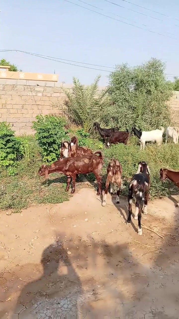 عنوزللبيع ديالى ناحيه العظيم***********
