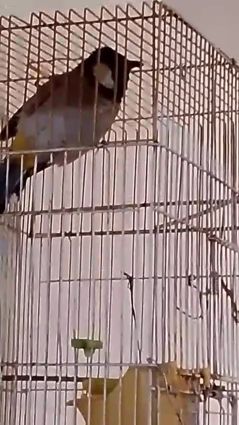 بلبل • اليف • فول ٧٠بي