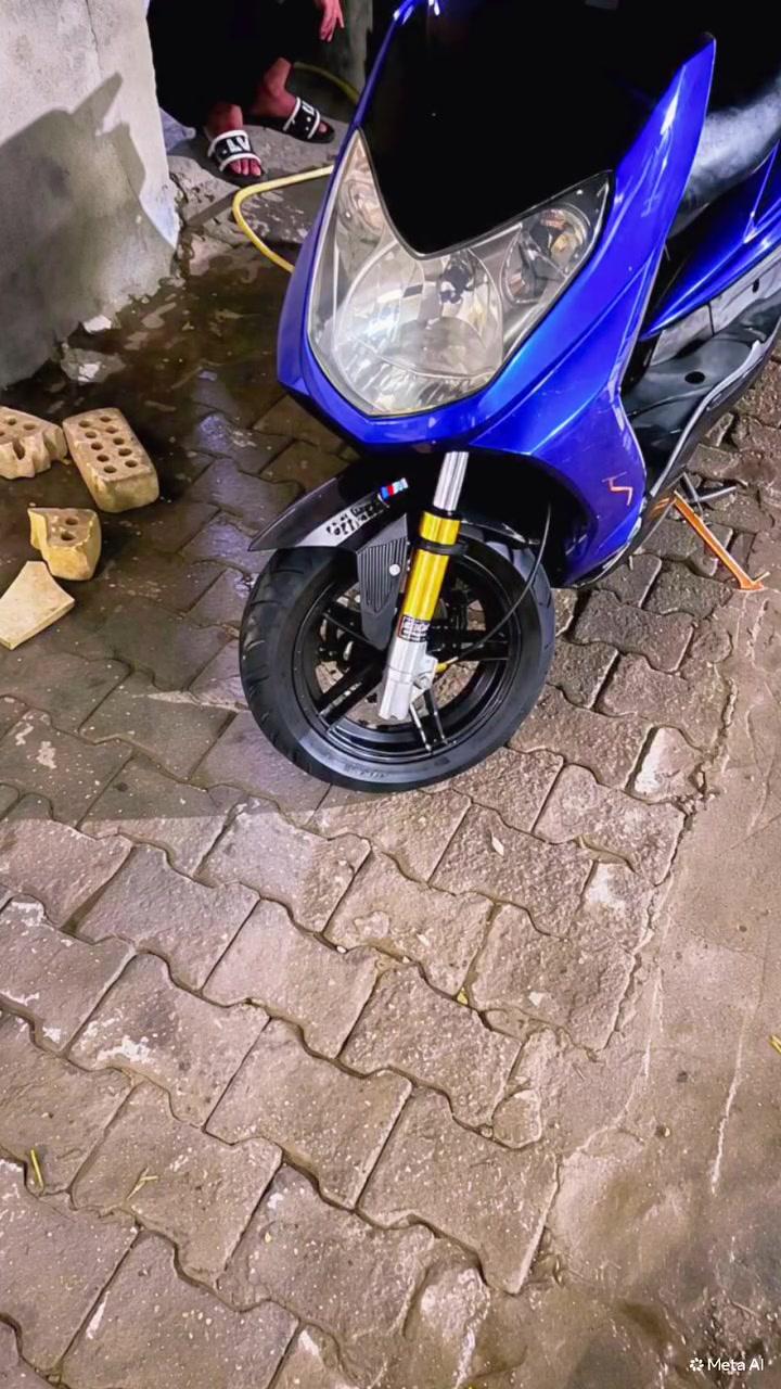 سكنس فحل • مزوعه غراض • ذهبي