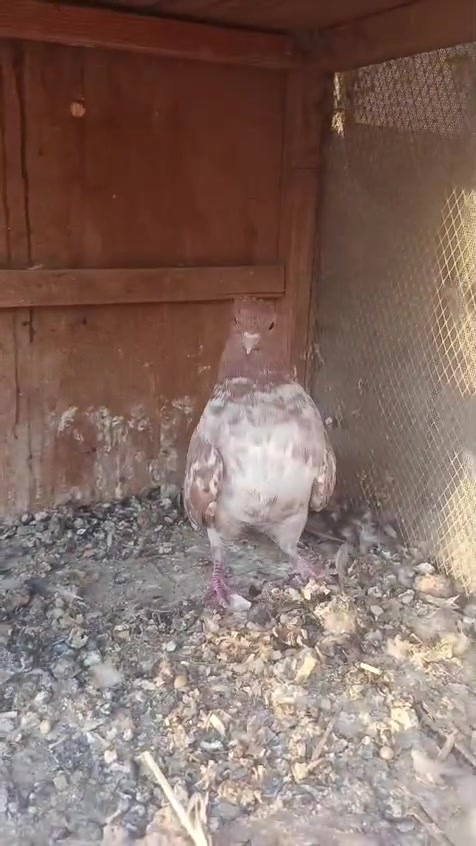 متااح مجموعه طيور 
كركاطيات شلع زوج وتك ٥٠ الف 
فرخات زواجل ١٥ الف 
التار ٢٥ الف 
الهومر ٢٥ الف 
بغداد سبع البور 
***********
