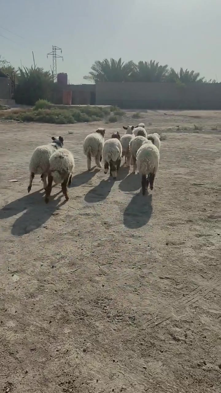 سمان • ٦ذكوره٤نثايه • ناصريه البطحه