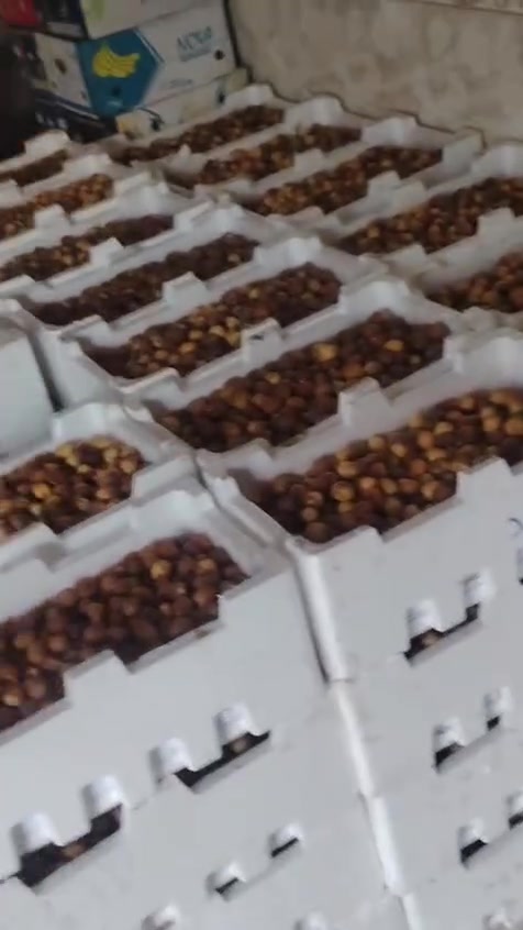 برحي رطب عثك السعر كيلو الفين دينار *********** العنوان السماوه
