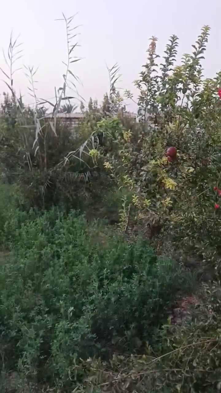 سلام عليكم نص دوانم لبيع طابو زراعي سند 25 المكان حر على البزل الجبير سعر155 مليون بيه مجال الاتصالات ***********
