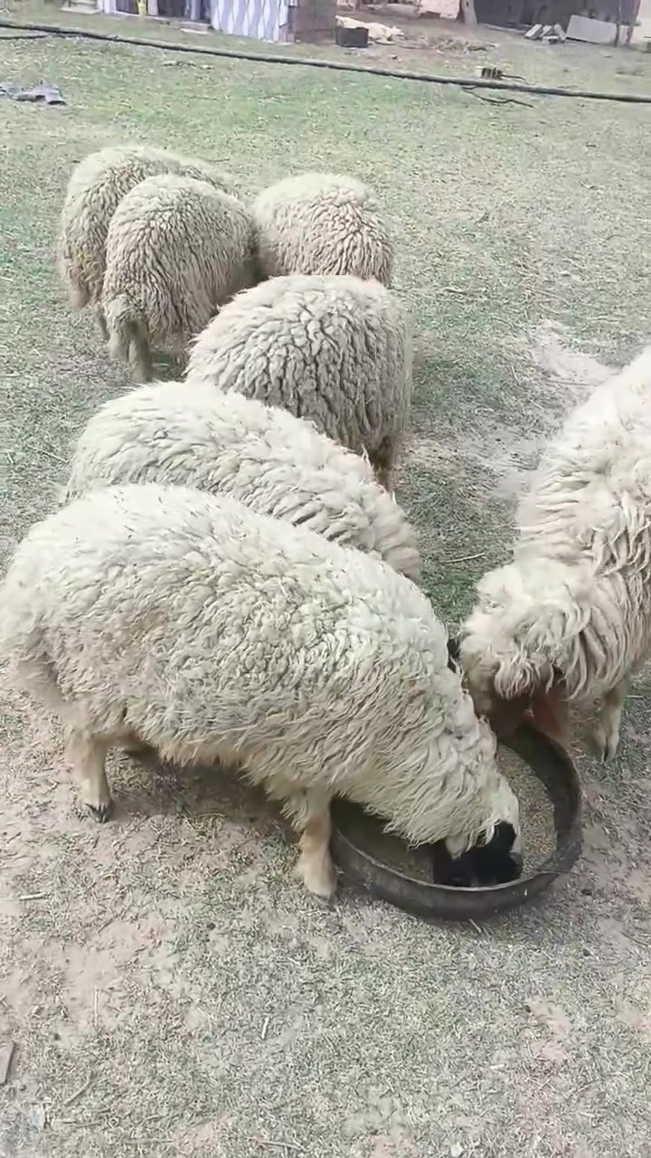 طليان فحله • ٧ رؤوس • طريق نجف كربلاء