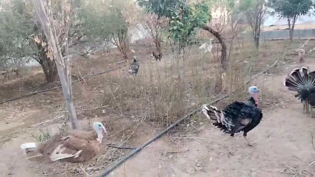 هونر X9a • ٦٤ ميجابكسل • كاميرا ثلاثية