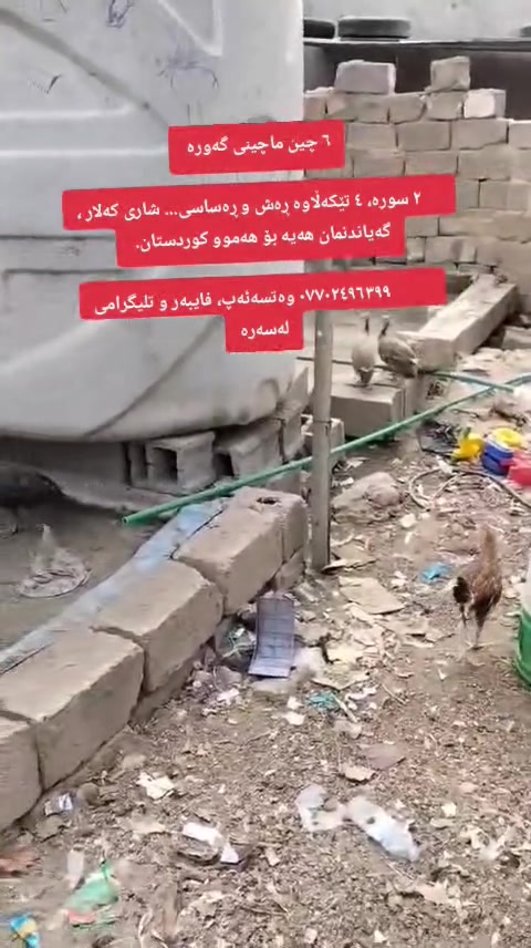٦ چین ماچینی گەورە 

     ٢ سورە، ٤ تێکەڵاوە ڕەش و ڕەساسی... شاری کەلار ، گەیاندنمان هەیە بۆ هەموو کوردستان. 

          *********** وەتسەئەپ، فایبەر و تلیگرامی لەسەرە
