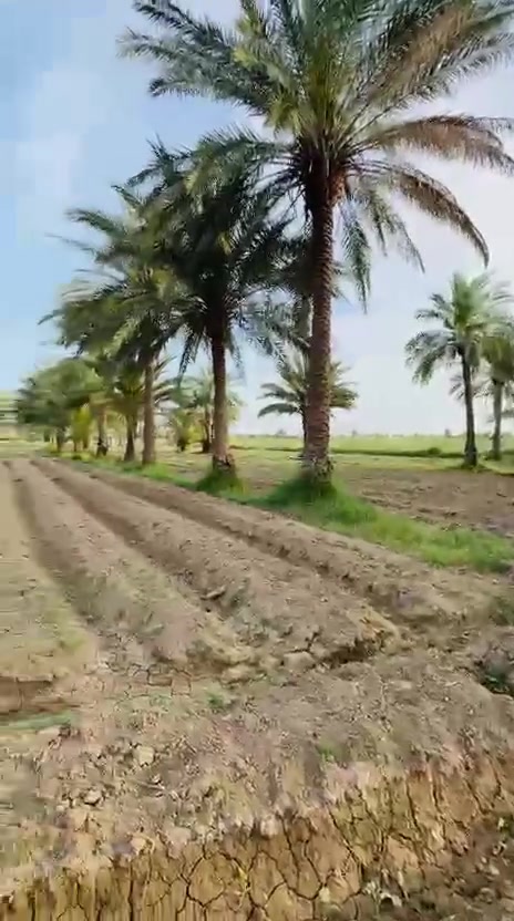 مزرعة • دونم ونص • خلف جامعة بابل