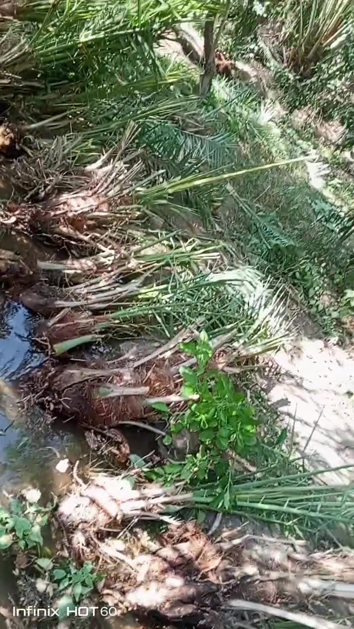 زاهدي • درجة أولى • شلع اليوم