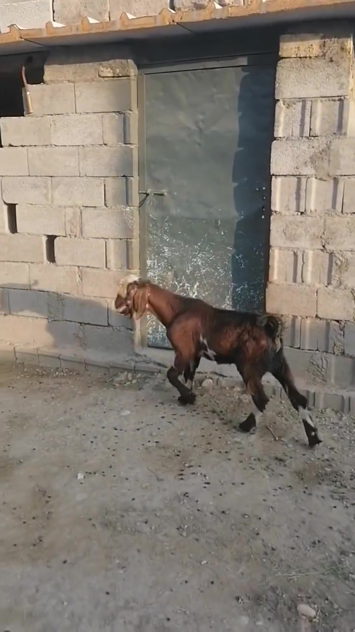 بسم الله ما شاء الله
#طليان فحل وفطيمه خشنات يرهمن ارباط وكصابه +نعجه سمينه اكصابه

#صخله حلوه وشرط الصحه ضعيفه ومناسبه

#كشتير حلو وخشن يرهم ارباط وكصابه

#المكان واسط الشحيميه قريه ١٠ /***********

#ملاحضه اخوان اشتري جميع المواشي وشتريد من ذبايح مال مناسبات مال ارباط عندي
#علق أب تم وتابع الحساب يوصلك كلشي جديد @إشارة
