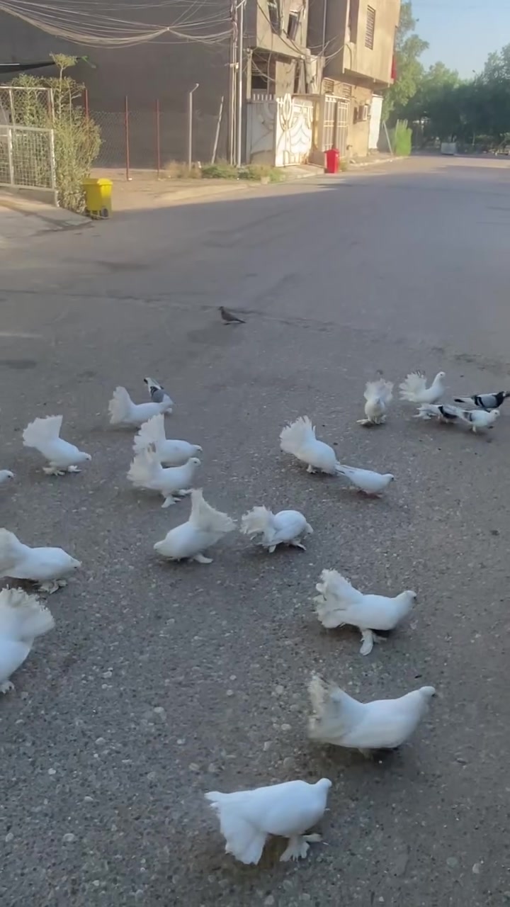 للبيع زوج ب15 طيور زينة مكاني جكوك قرب عادل ماركت 

‭***********‬
