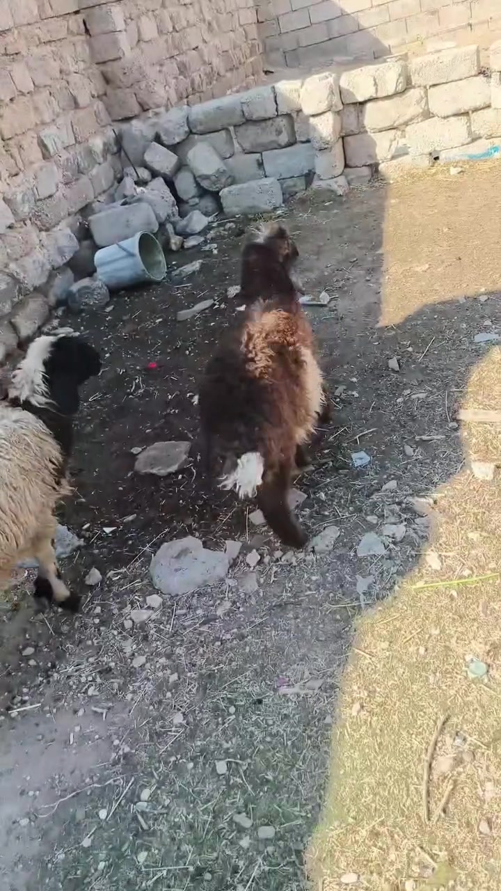 فطيمه • أكل وشرب • بيجي حي تاميم