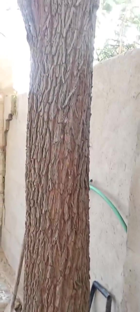 السلام عليكم نبكه بيه فوك الوزنتين الي يريده يتصل على *********** بي واتساب المكان نجف مشخاب بيه مجال للمشتري خشنه كلش
