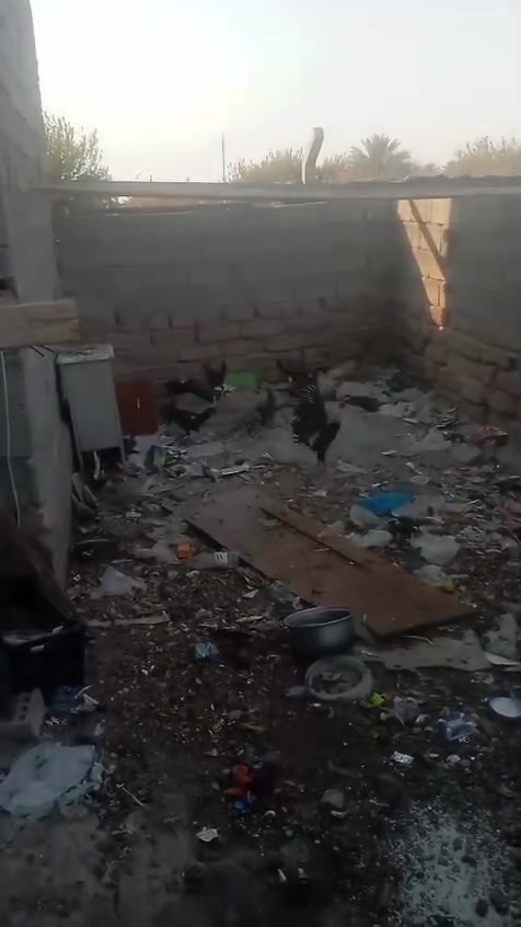 سلام عليكم جاج بناتي للبيع نضيف شرط ناصحين سعر الزوج 20 وبيه مجال قليل ***********
