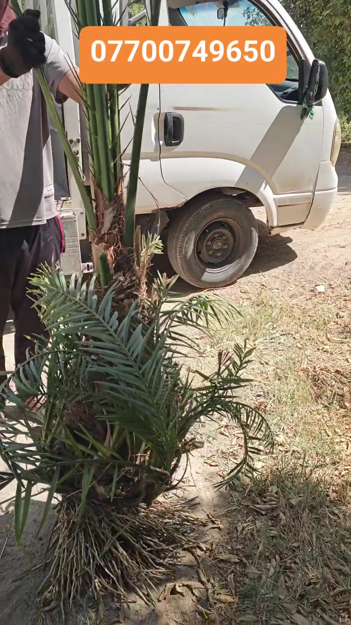 *********** سلام عليكم موجود برحي و مجهول مجذر ونواع الفسيل
