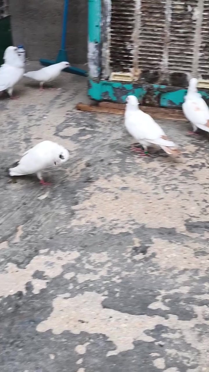 سلافر • زوجين • كربلاء المقدسة