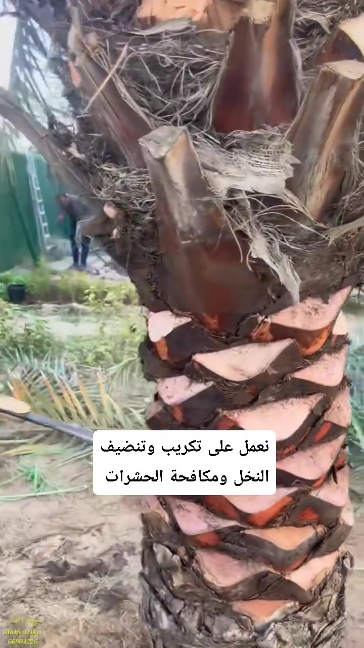 بستنة • تنسيق حدائق • صيانة حدائق