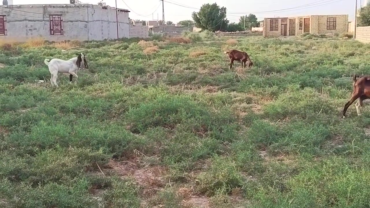 صخول • للبيع • سعر خاص