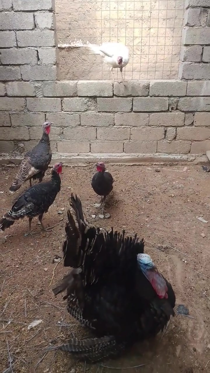 علو